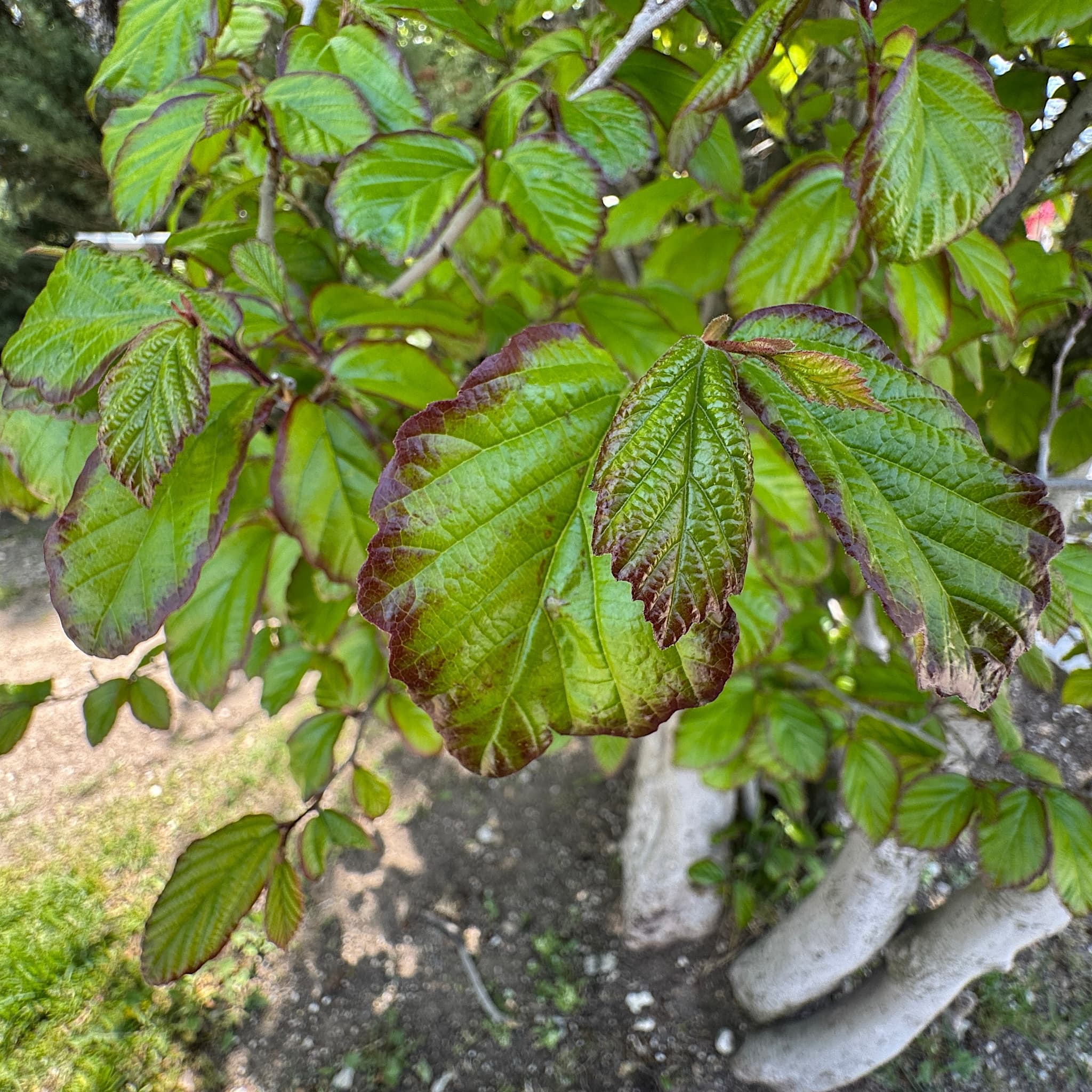 Parrotia persica