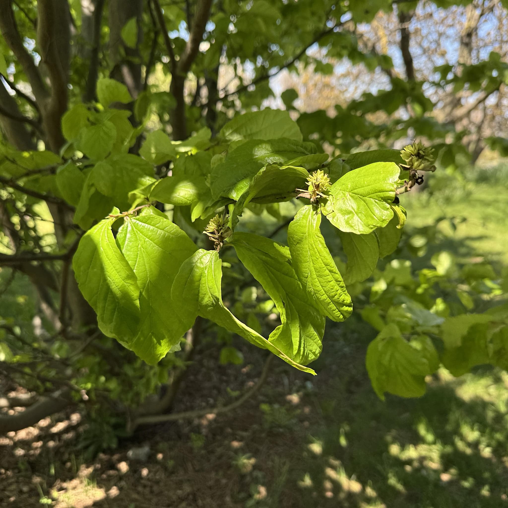 Parrotia persica
