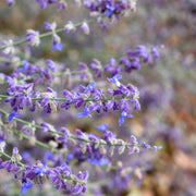 Perovskia atriplicifolia 'Little Spire'