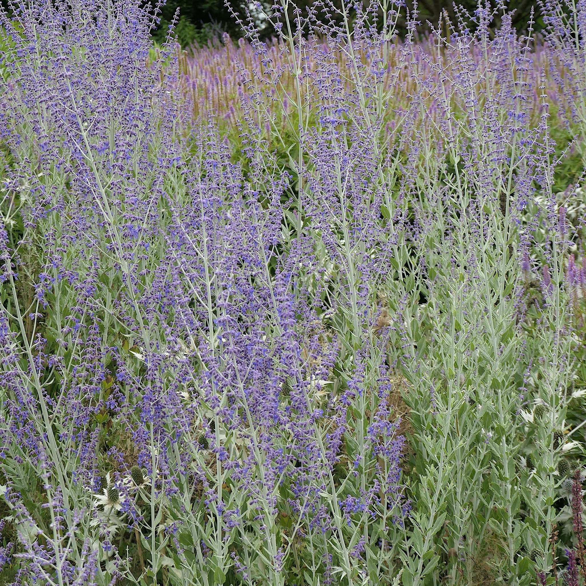 Perovskia atriplicifolia 'Little Spire'