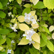 Philadelphus coronarius 'Aureus'