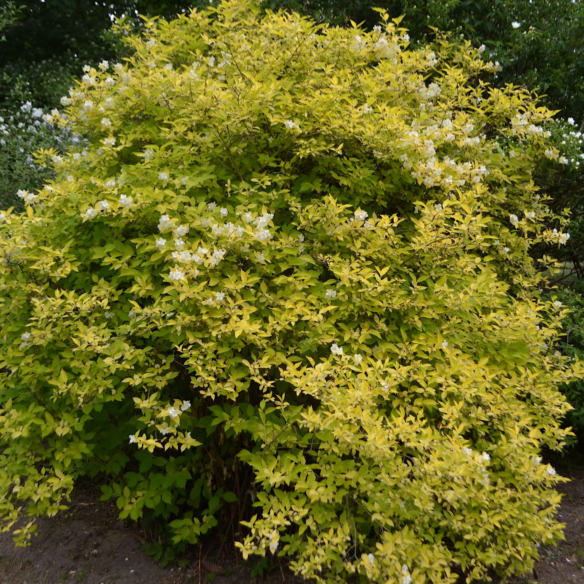 Philadelphus coronarius 'Aureus'