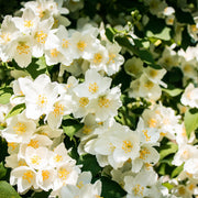 Philadelphus 'Lemoinei'