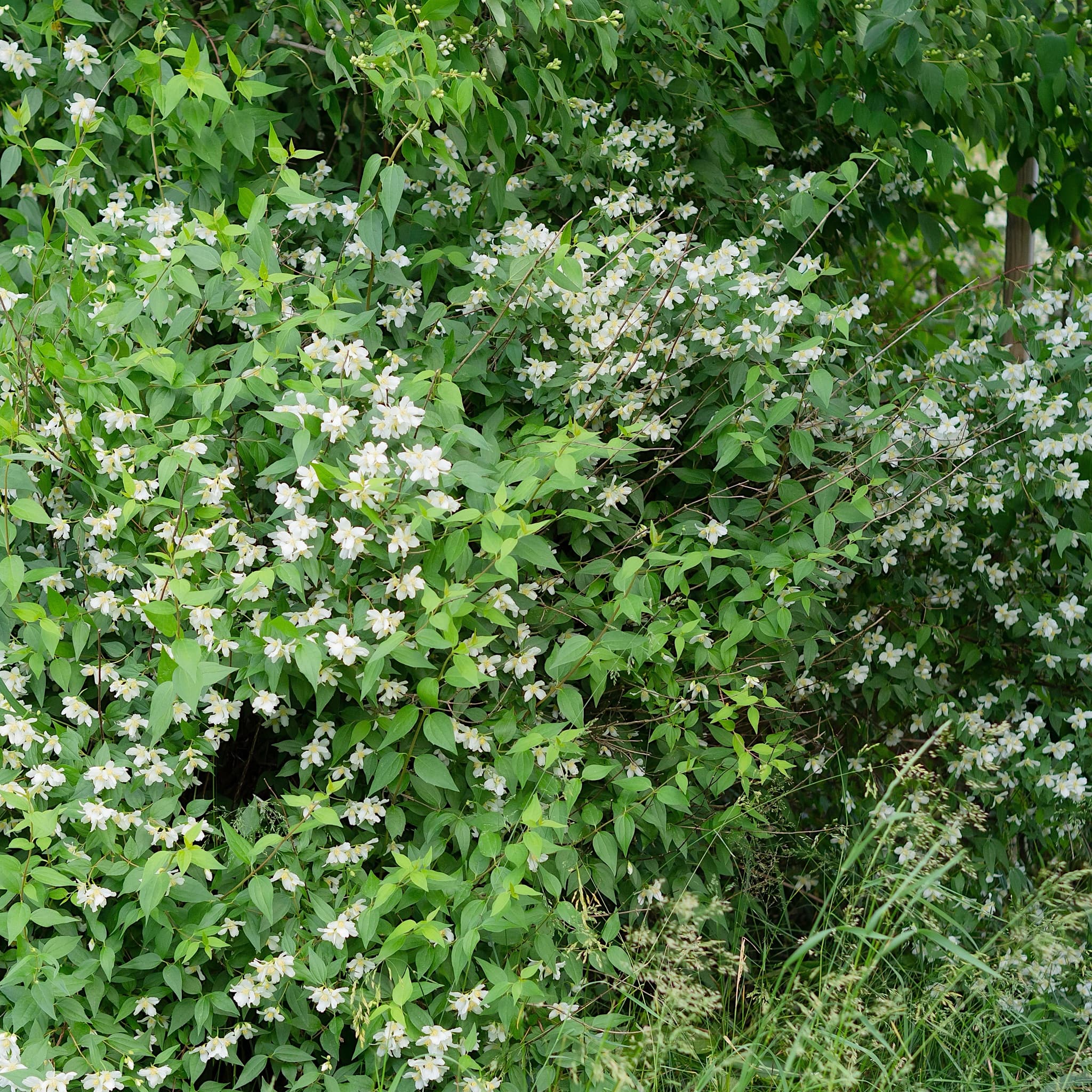 Philadelphus 'Lemoinei'