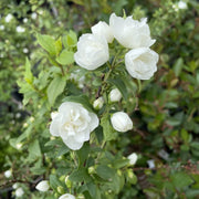 Philadelphus 'Manteau d'Hermine'