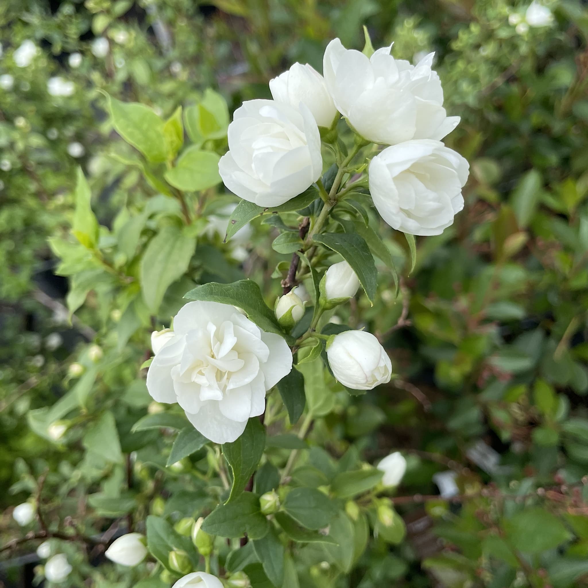 Philadelphus 'Manteau d'Hermine'