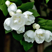 Philadelphus 'Virginal'