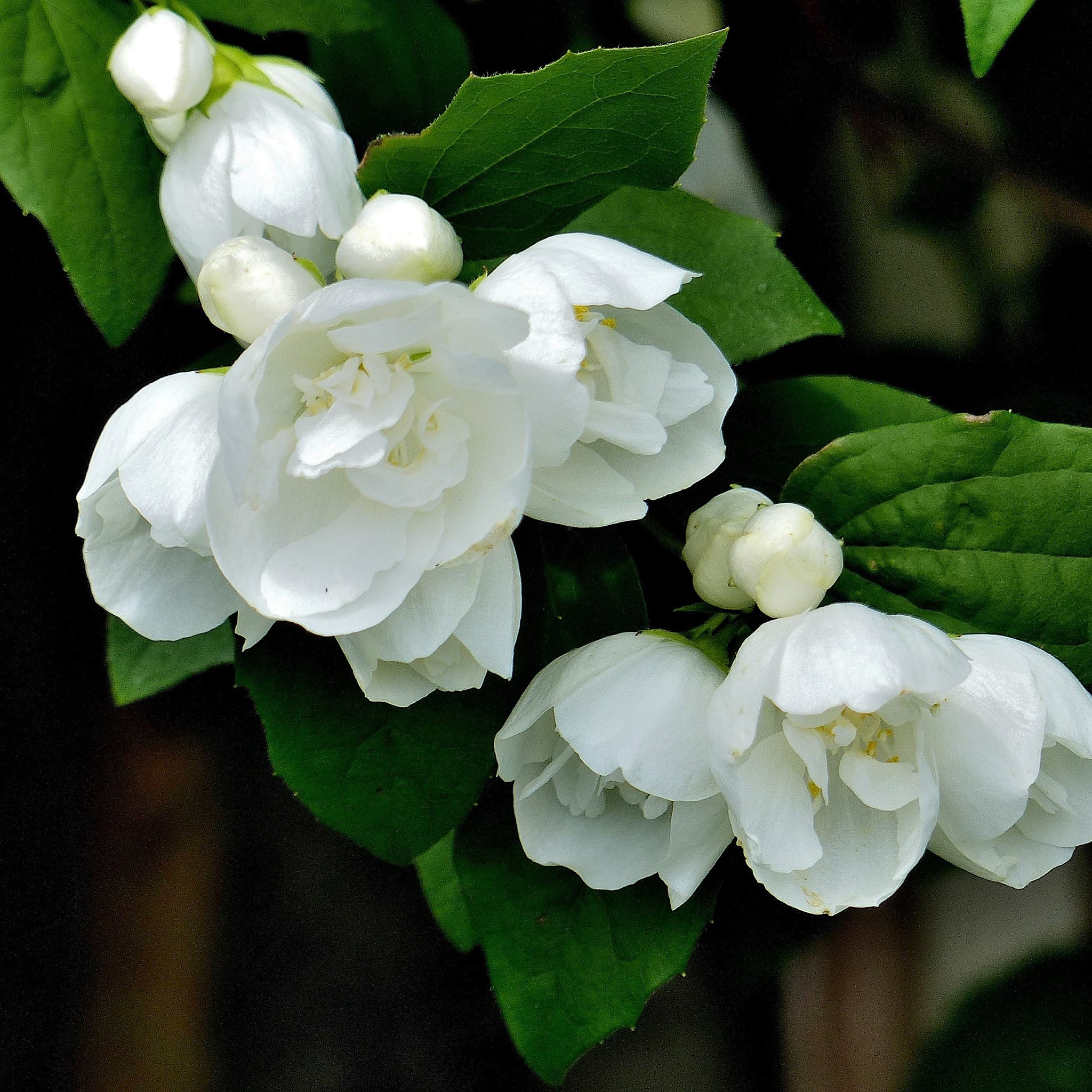 Philadelphus 'Virginal'
