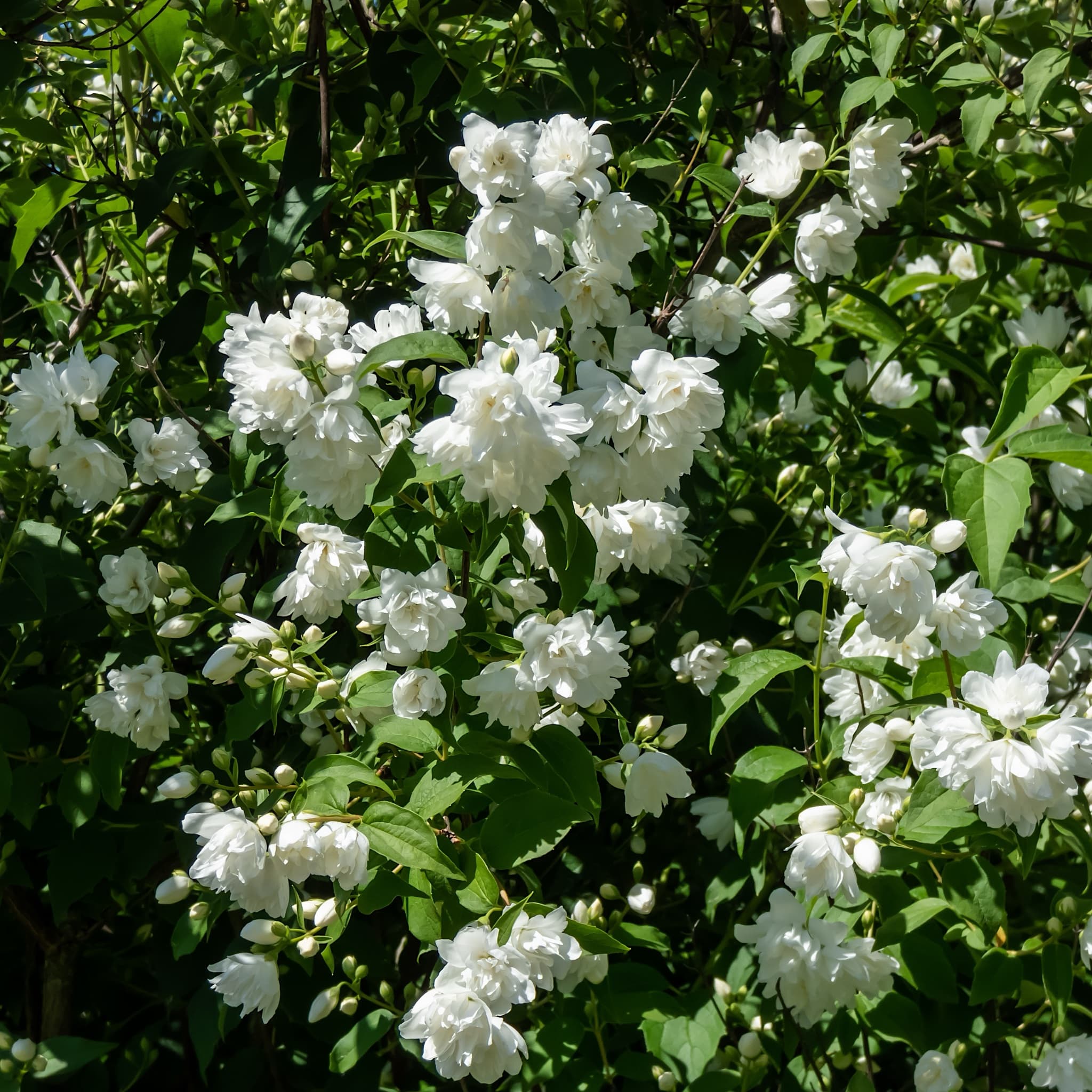Philadelphus 'Virginal'