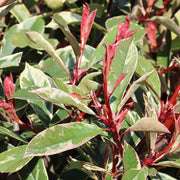 Photinia fraseri 'Pink Marble’