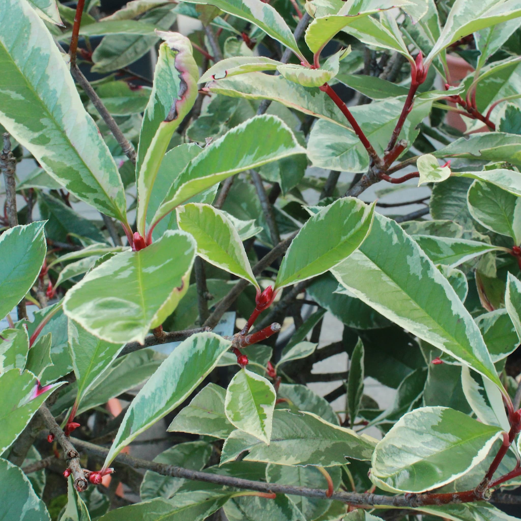 Photinia fraseri 'Pink Marble’