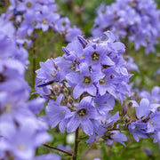 Campanula lactiflora 'Prichard's Variety'