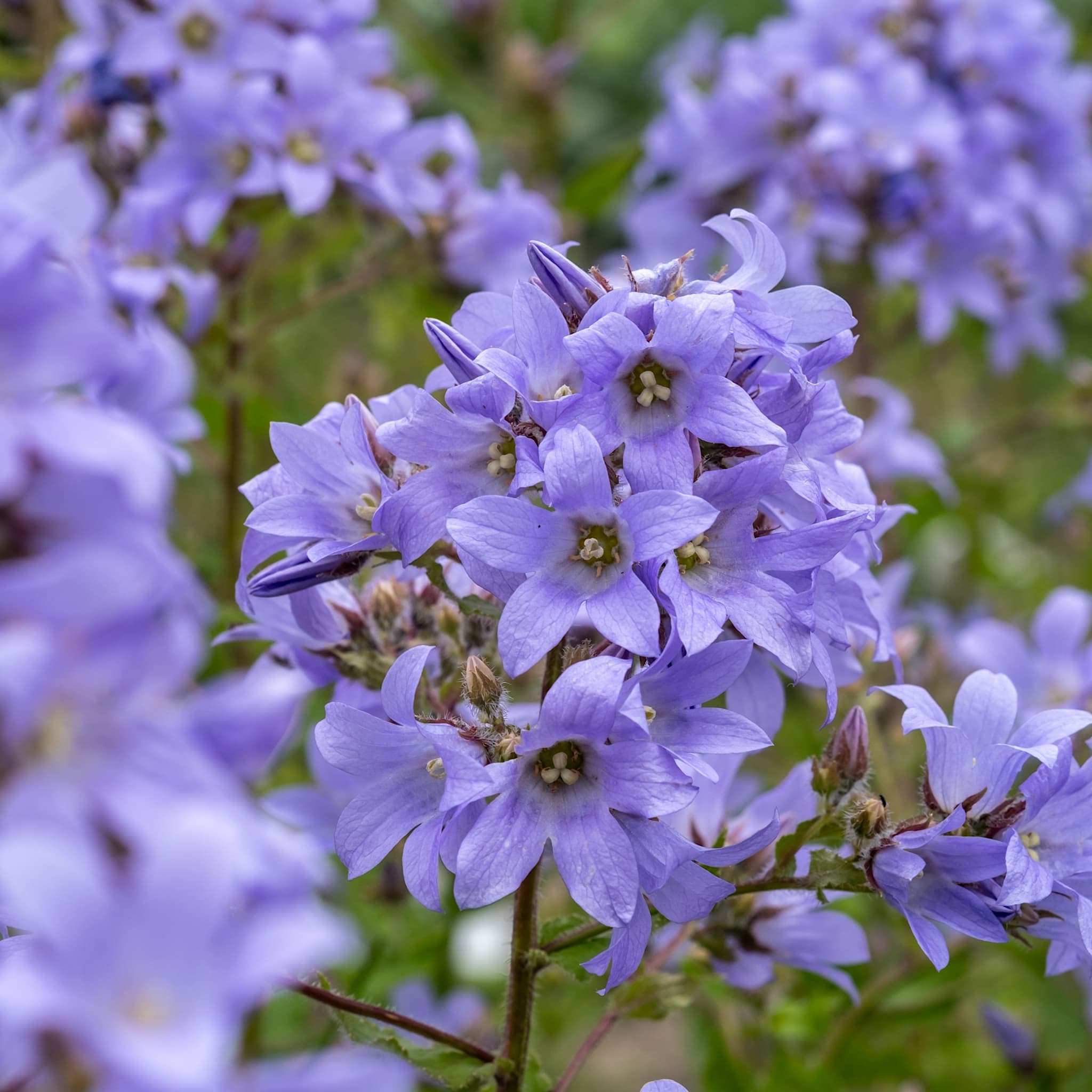 Campanula lactiflora 'Prichard's Variety'