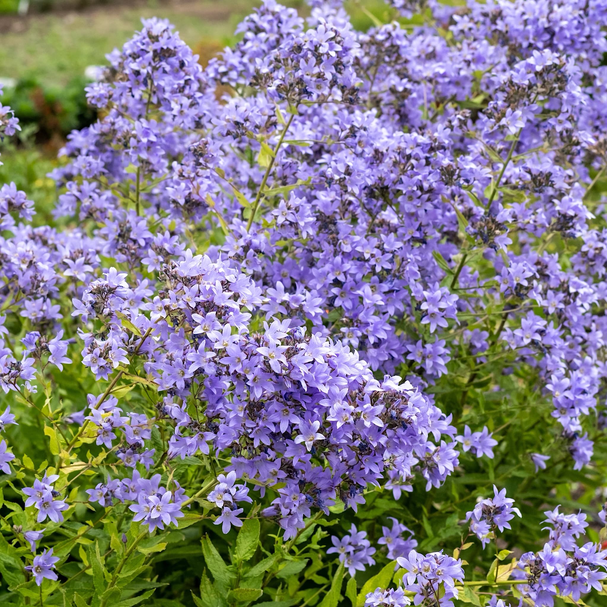 Campanula lactiflora 'Prichard's Variety'