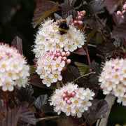 Physocarpus 'Diable D'or'
