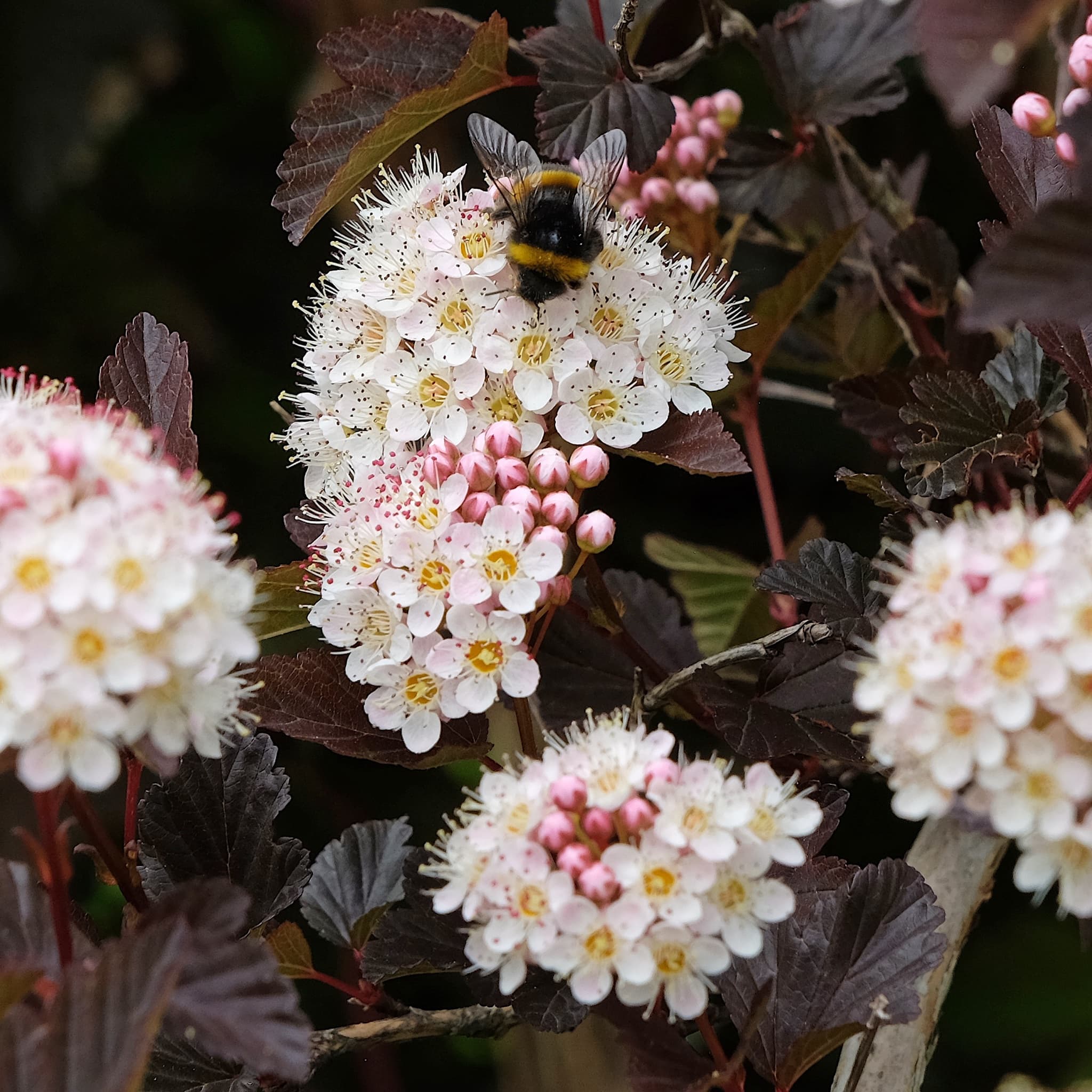 Physocarpus 'Diable D'or'