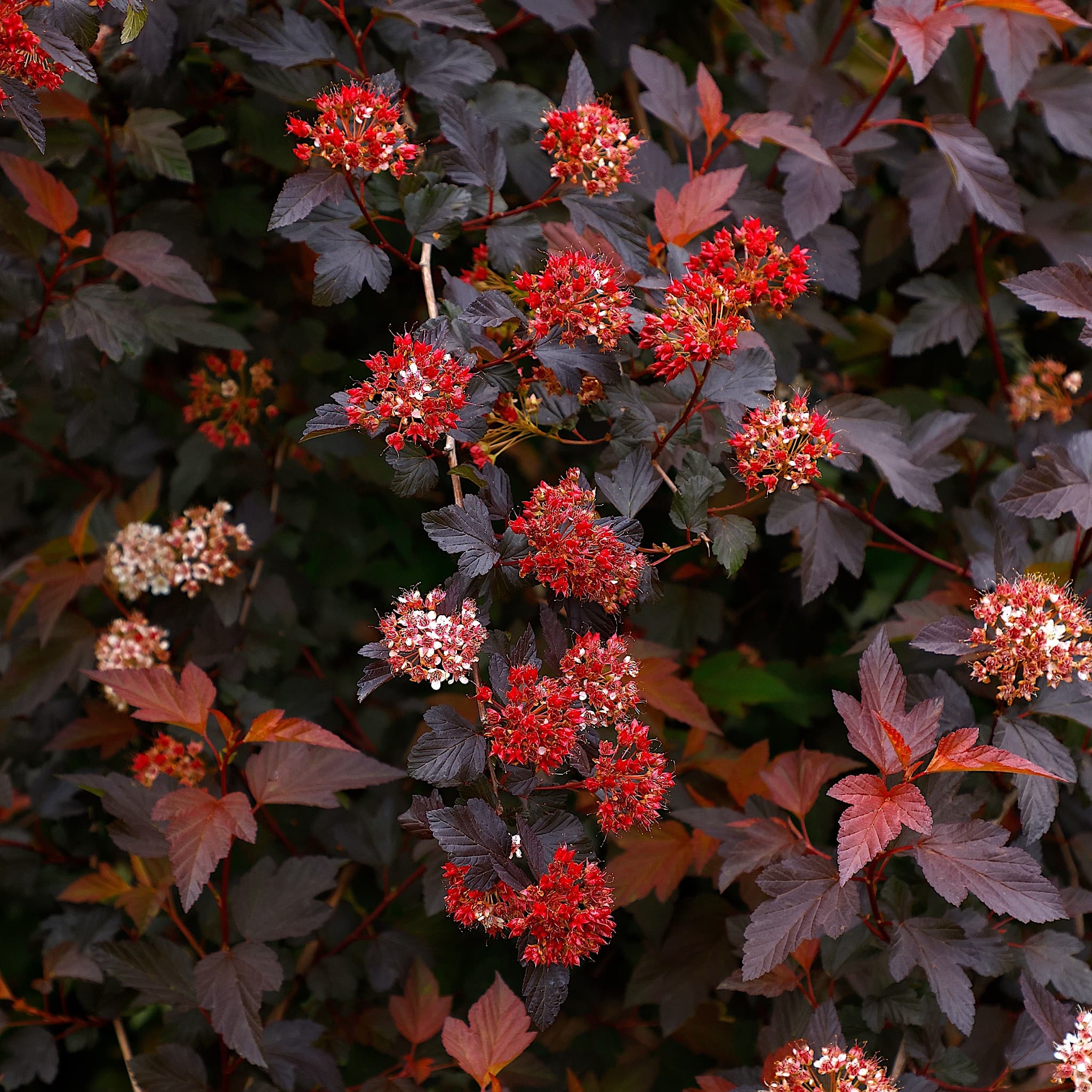 Physocarpus 'Diable D'or'