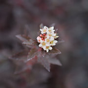 Physocarpus opulifolius 'Little Joker'