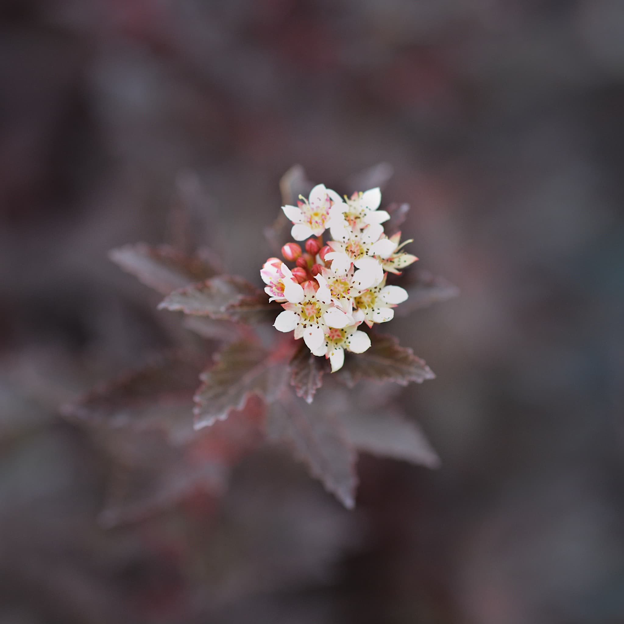 Physocarpus opulifolius 'Little Joker'