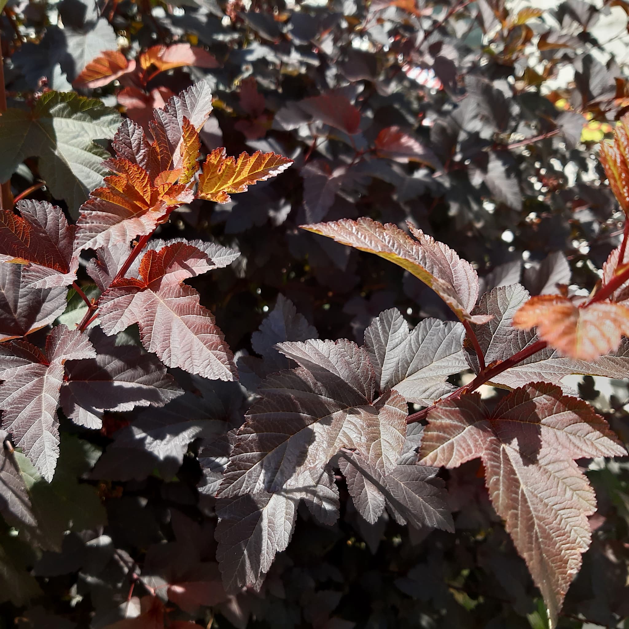 Physocarpus opulifolius 'Little Joker'