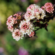 Physocarpus 'Tiny Wine'