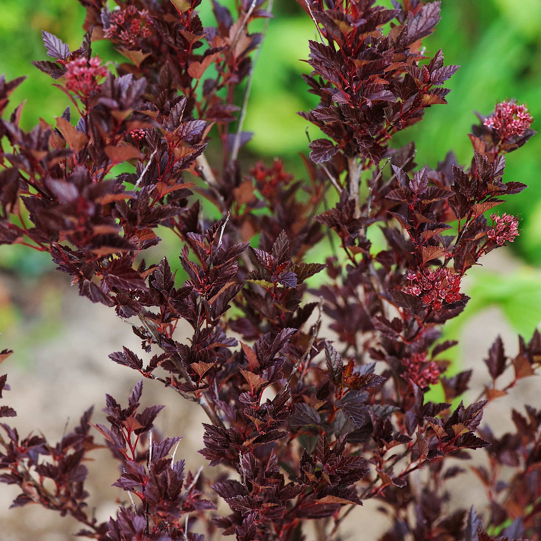 Physocarpus 'Tiny Wine'
