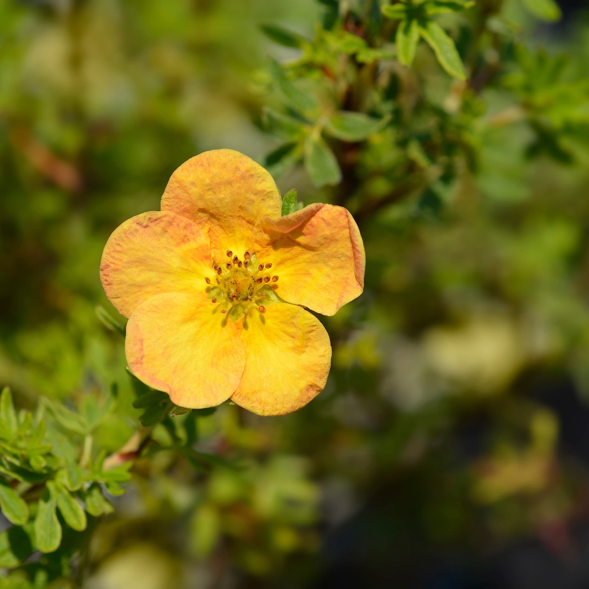 Potentilla frut. 'Bella Sol'