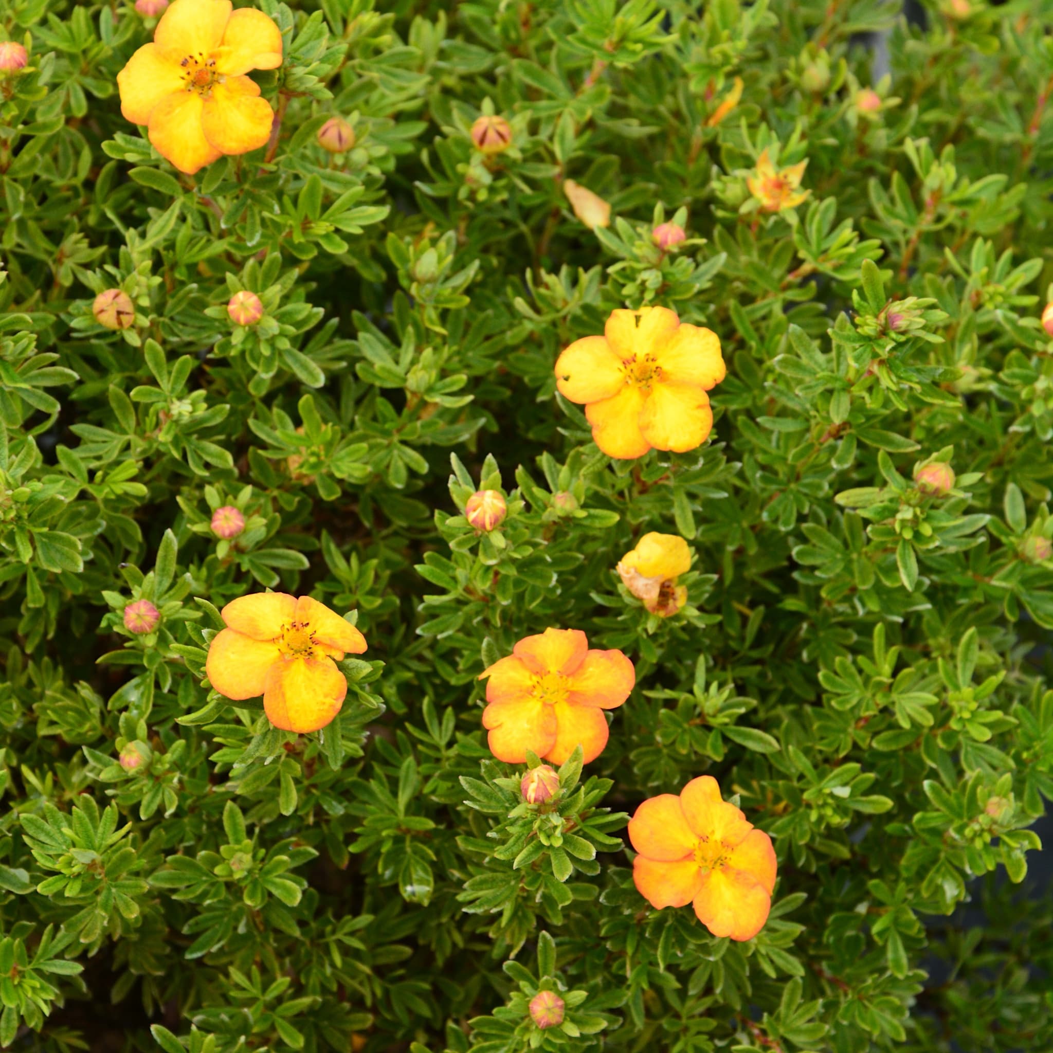 Potentilla frut. 'Bella Sol'
