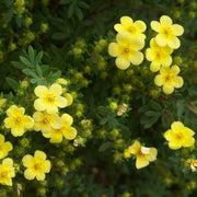 Potentilla frut. 'Elizabeth’