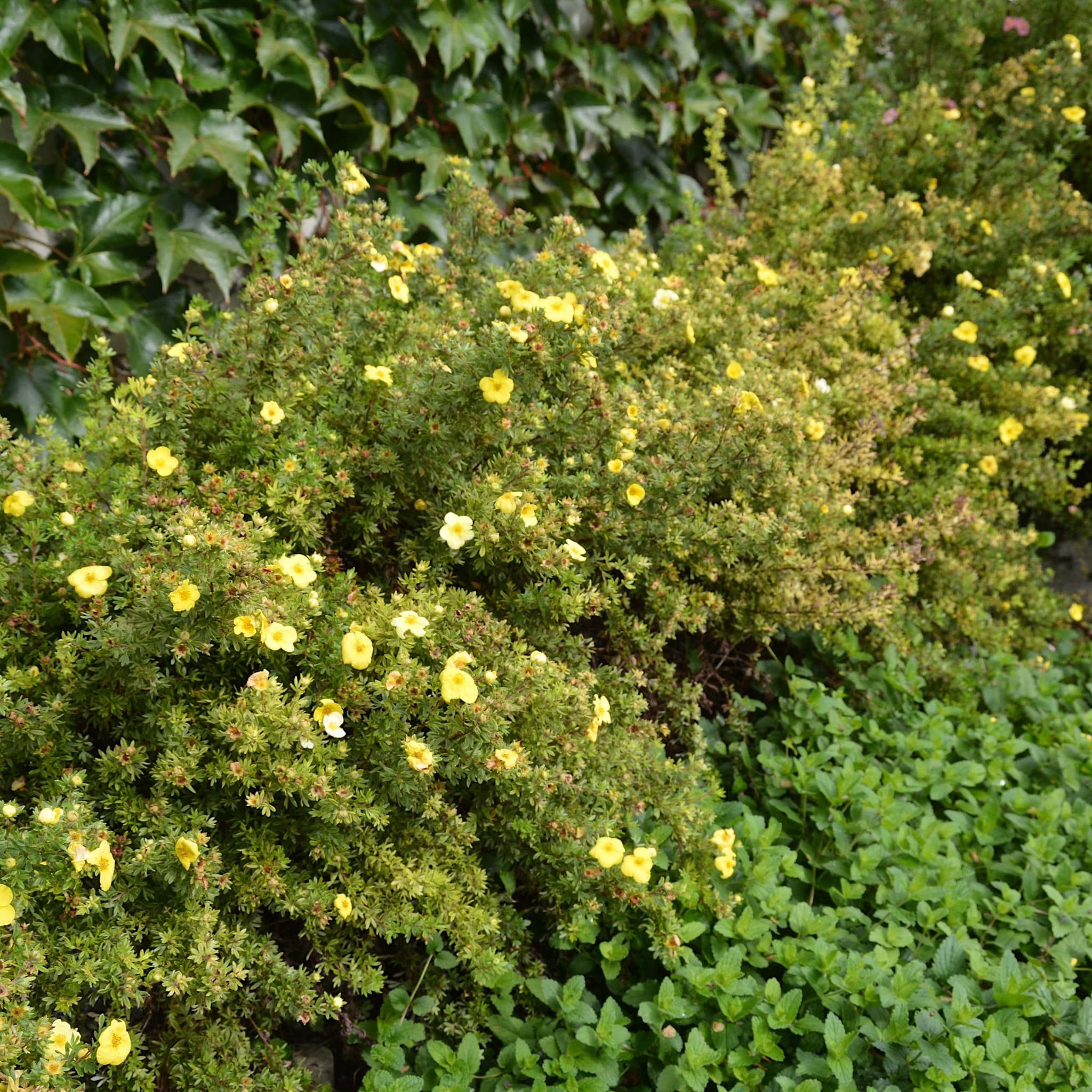 Potentilla frut. 'Elizabeth’