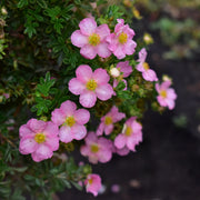 Potentilla 'Lovely Pink'