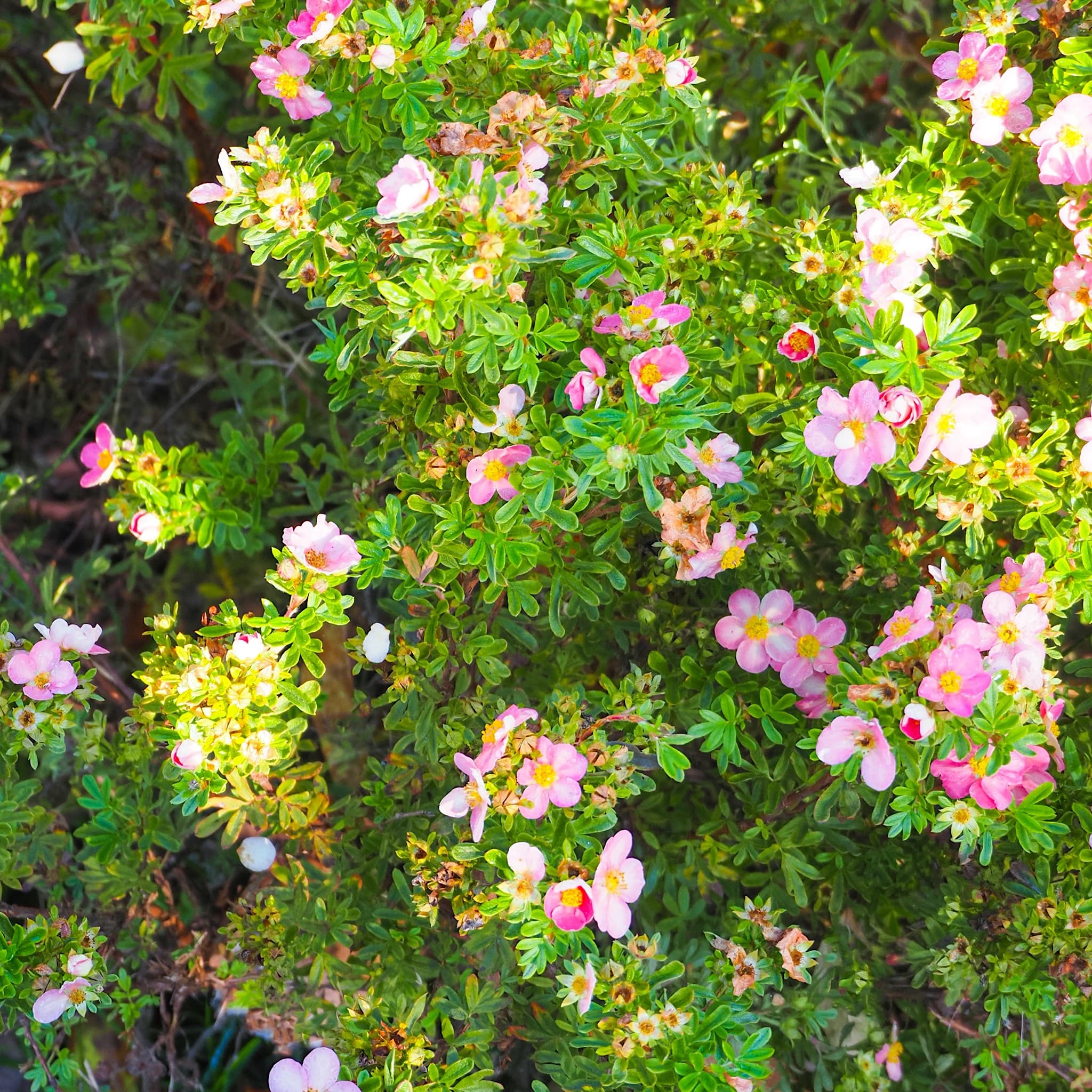 Potentilla 'Lovely Pink'