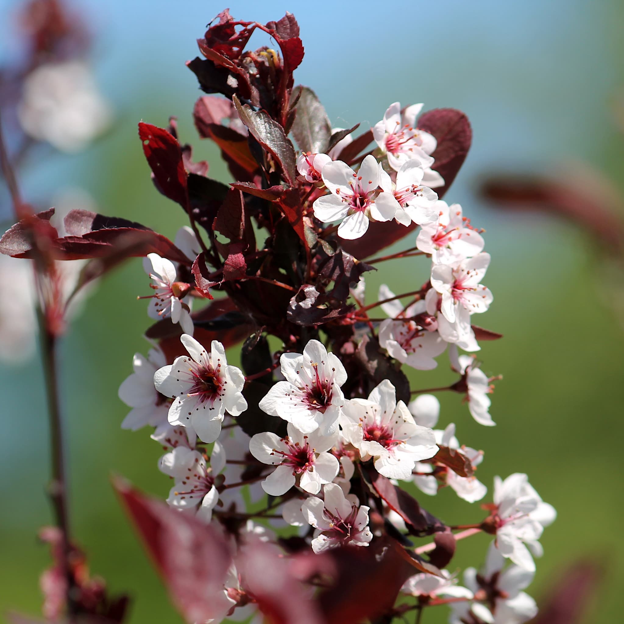 Prunus cistena