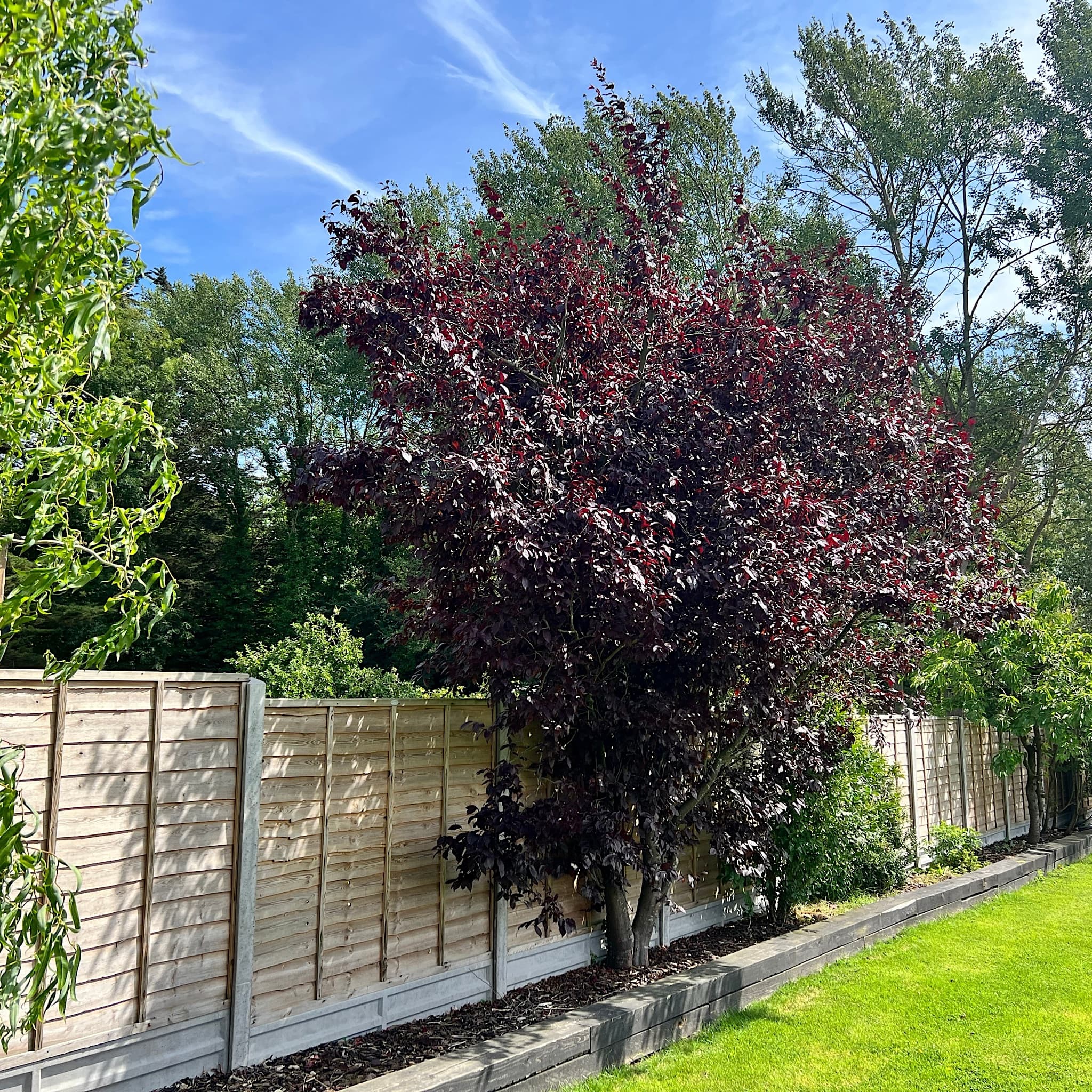 Prunus cistena