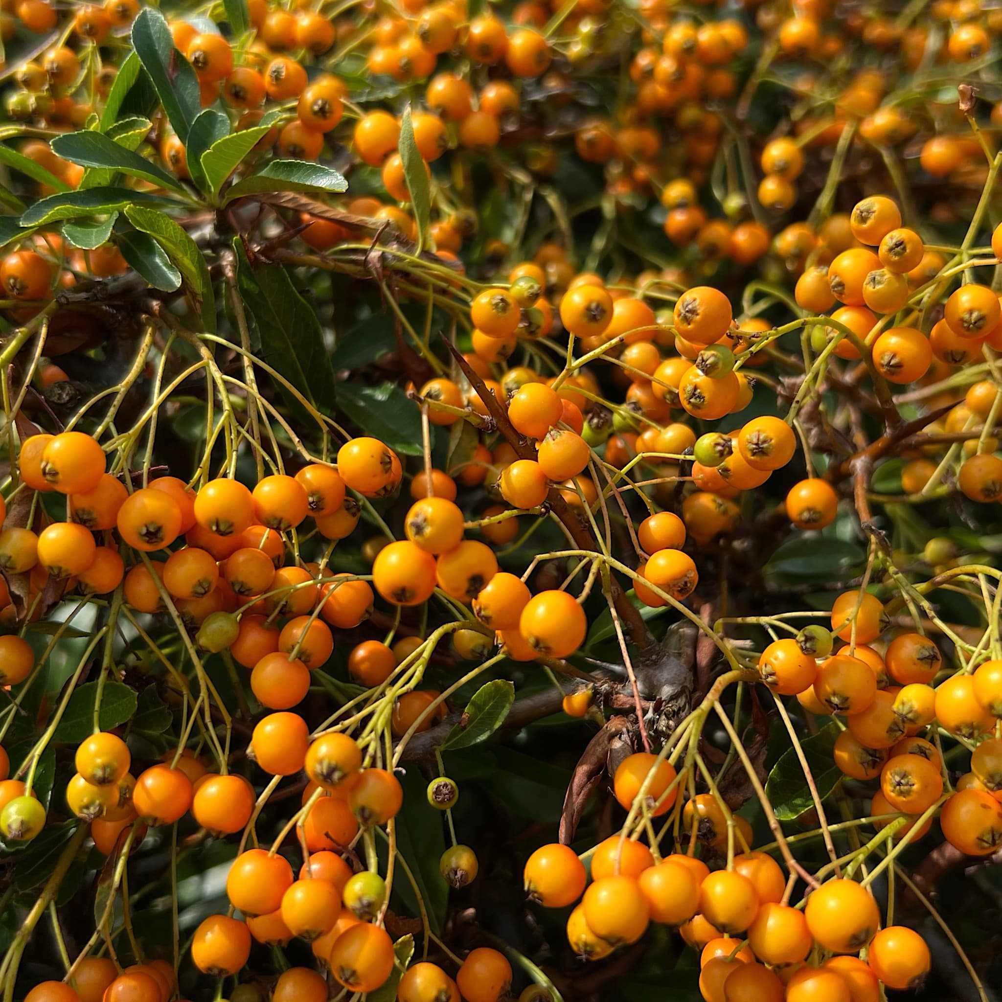Pyracantha 'Teton'
