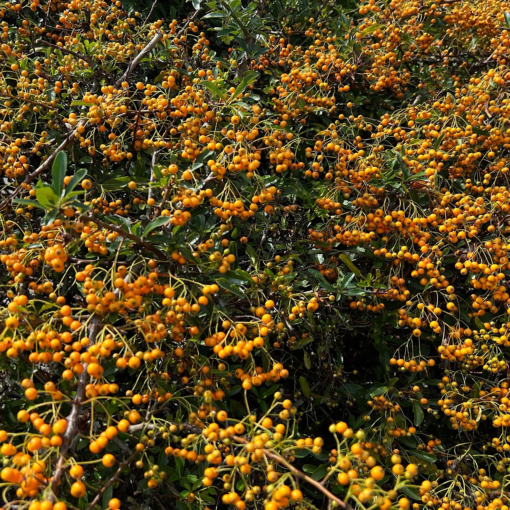 Pyracantha 'Teton'