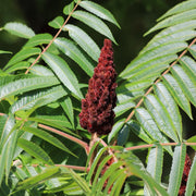 Rhus typhina
