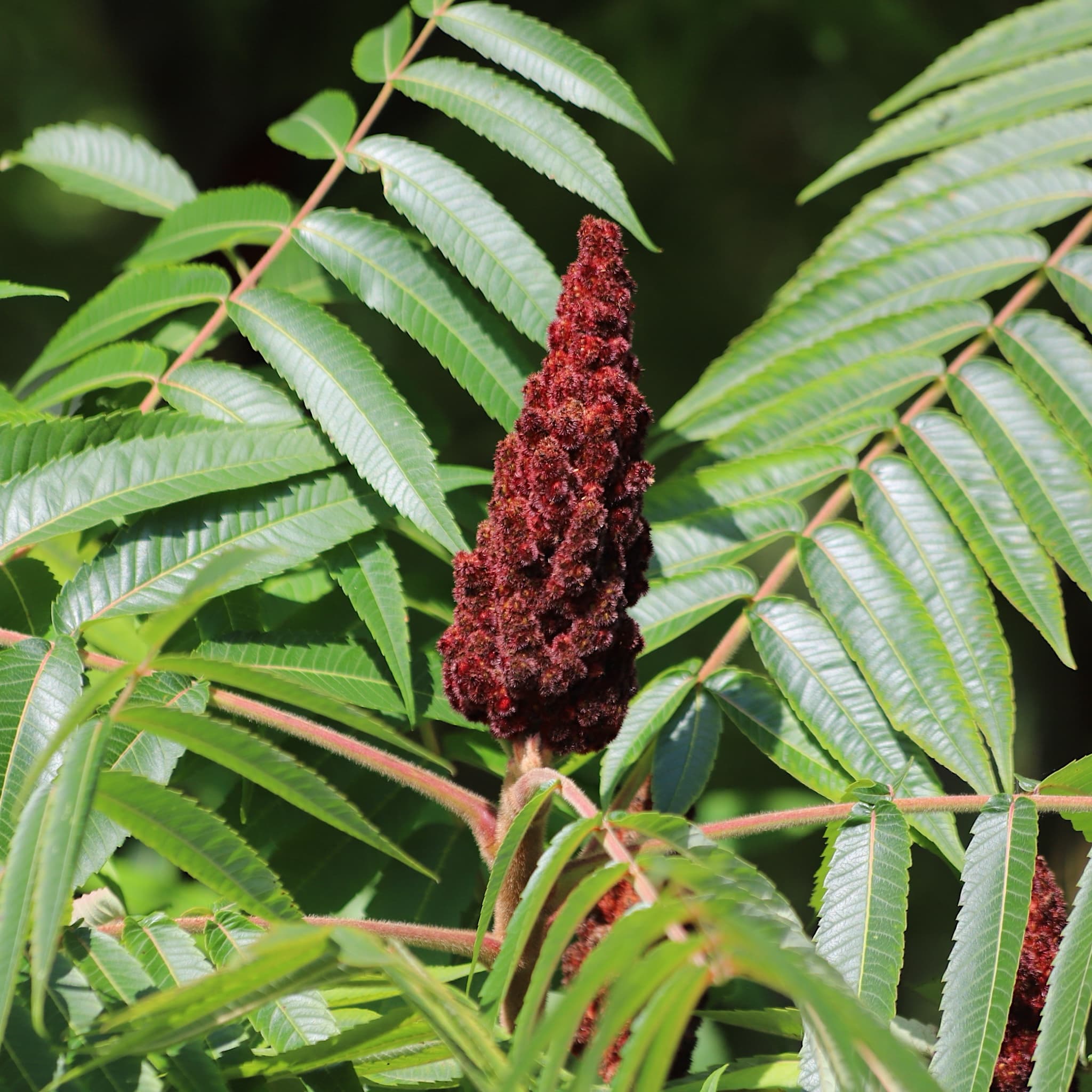 Rhus typhina