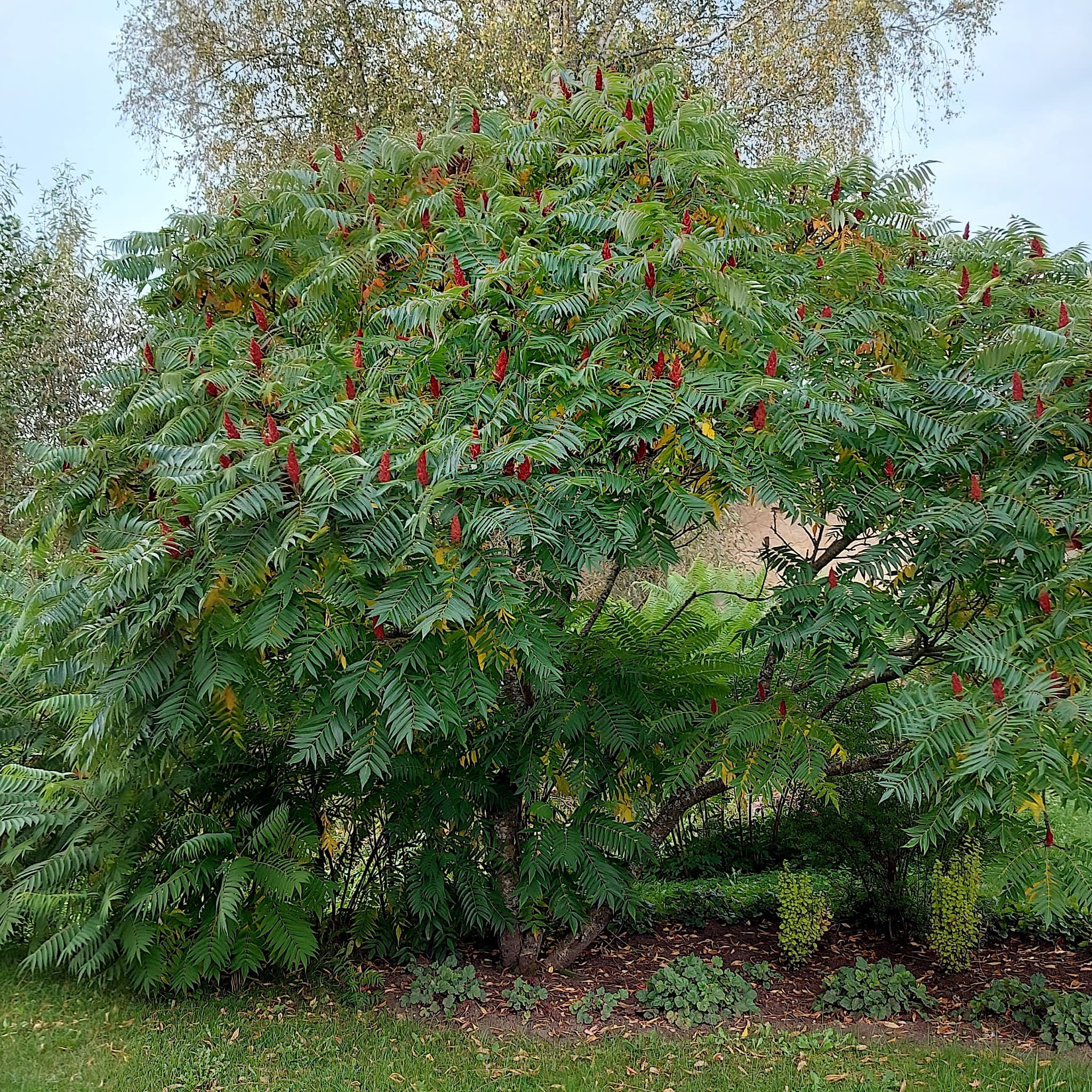 Rhus typhina