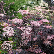 Sambucus 'Cherry Lace'
