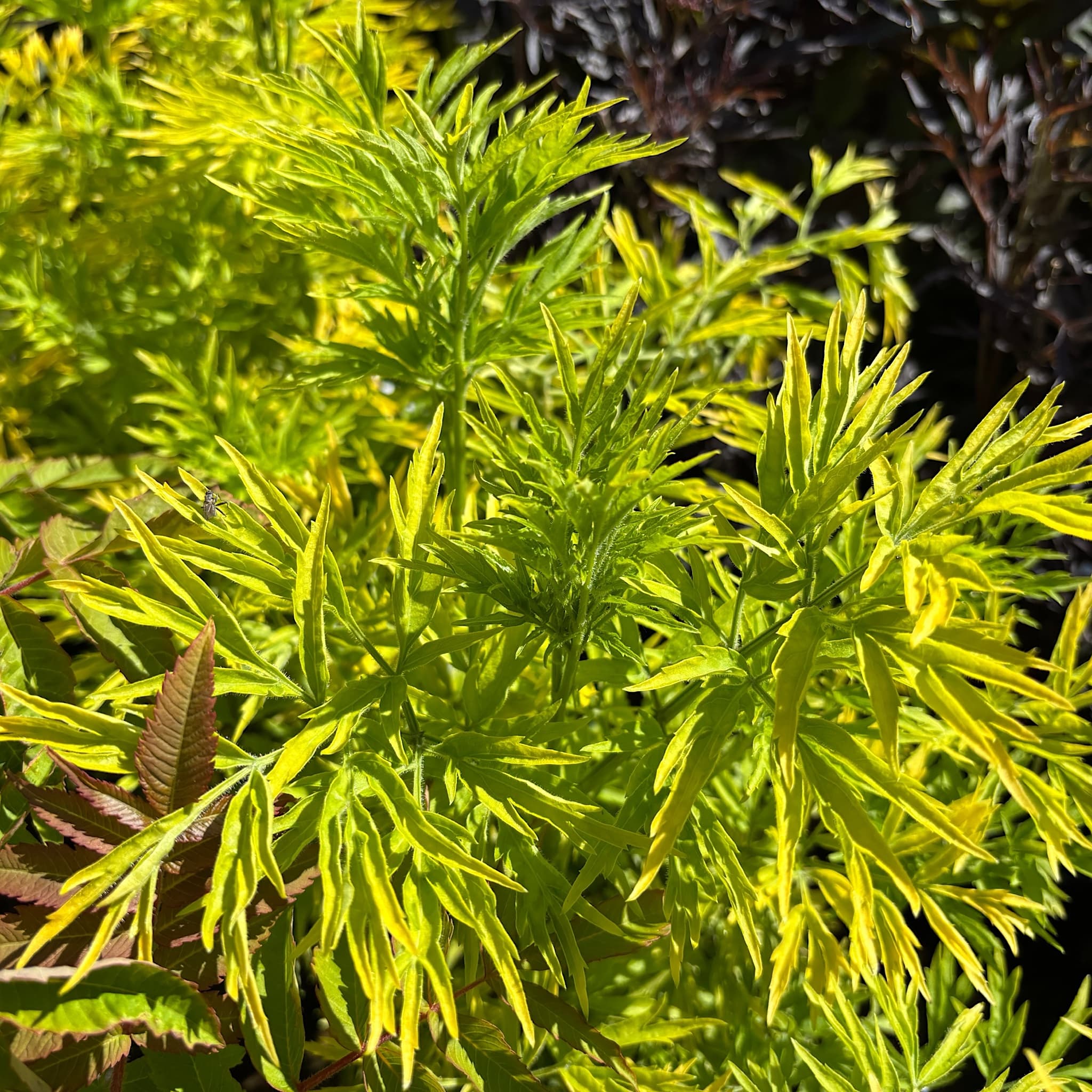 Sambucus nigra 'Golden Tower'