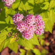 Spiraea japonica 'Goldmound'