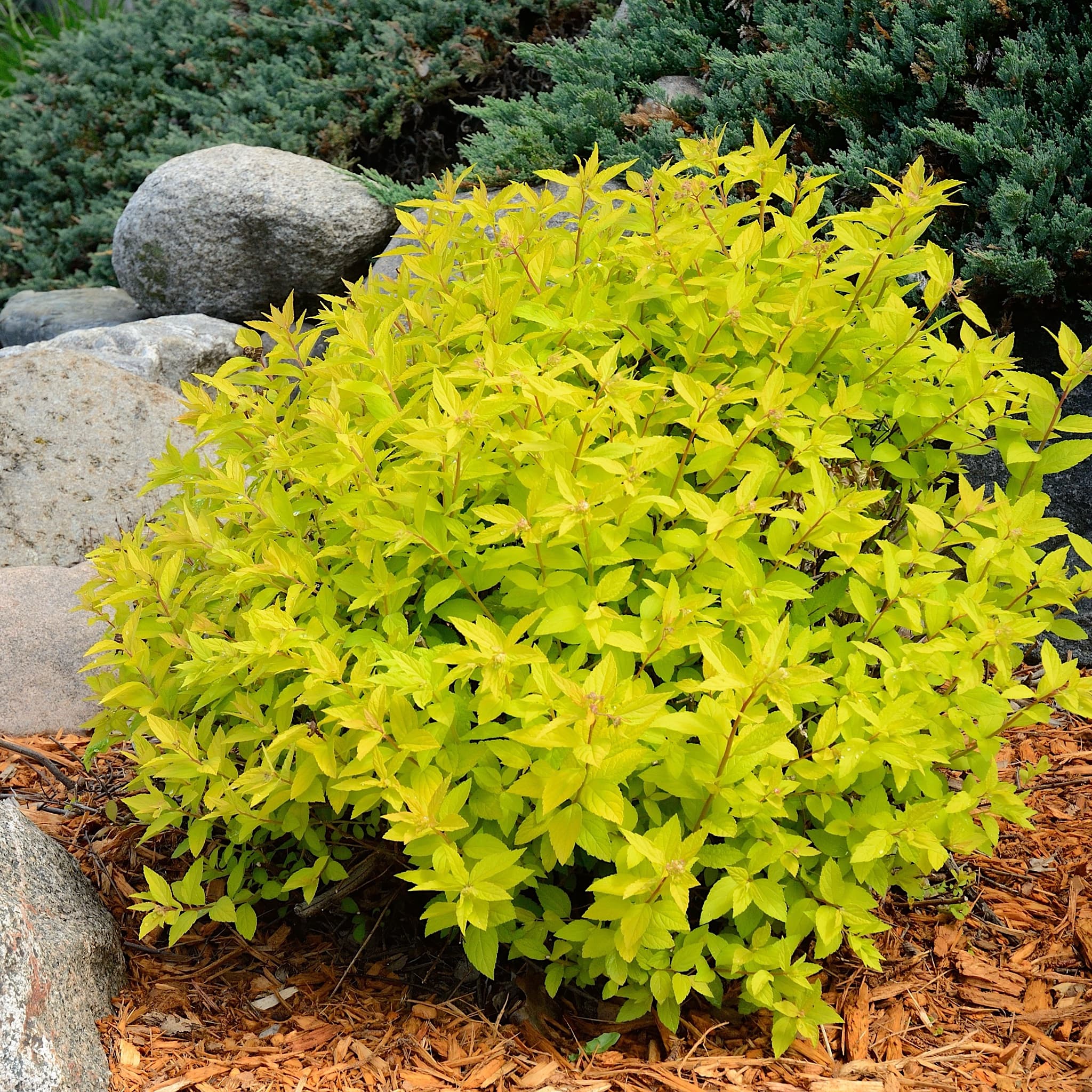 Spiraea japonica 'Goldmound'