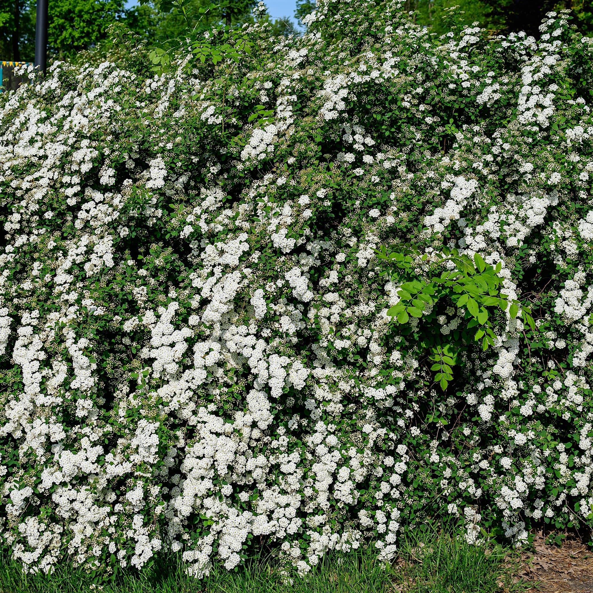 Spiraea nipponica 'Snowmound'