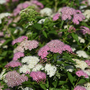 Spiraea japonica 'Shirobana'
