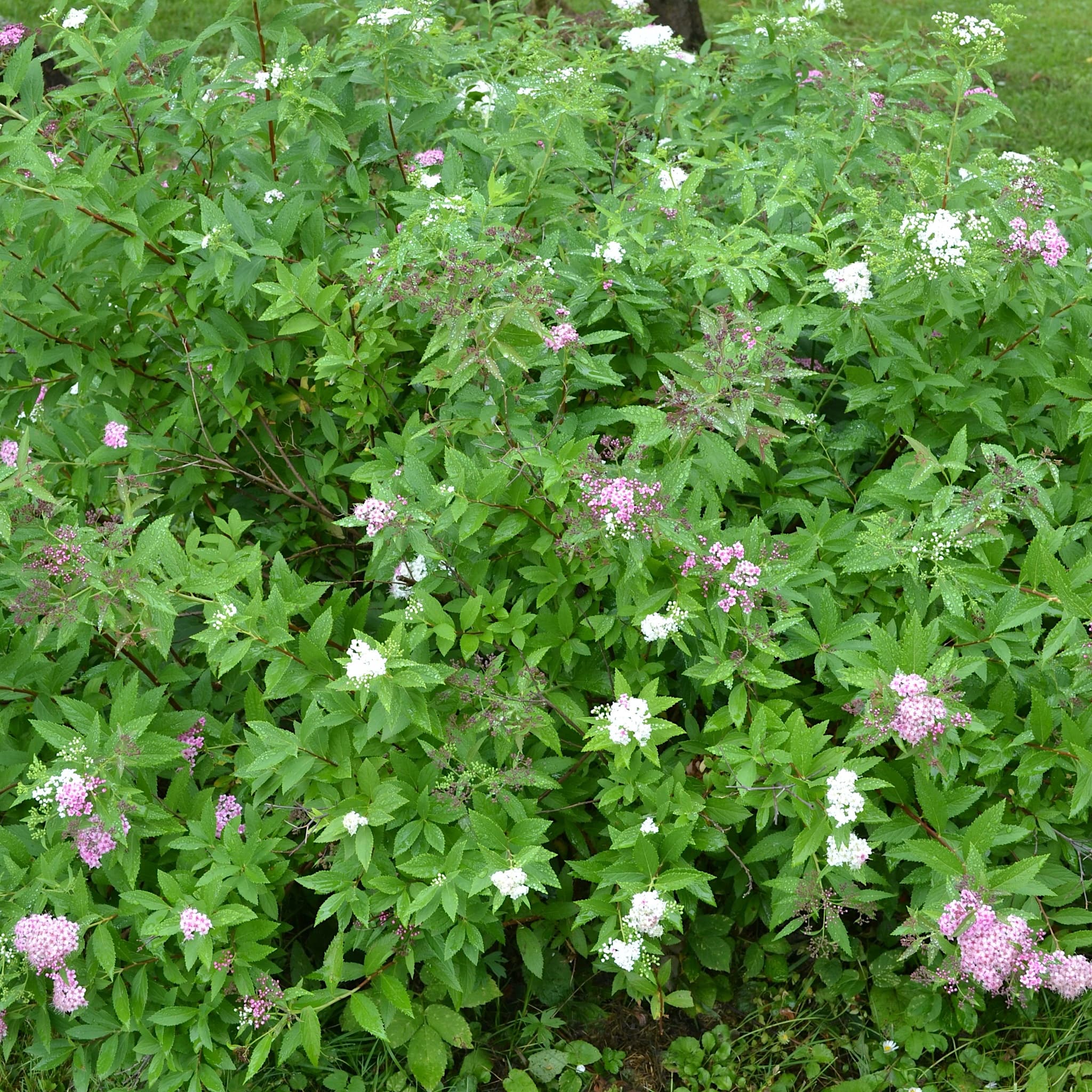 Spiraea japonica 'Shirobana'