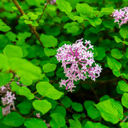 Syringa patula 'Miss Kim'