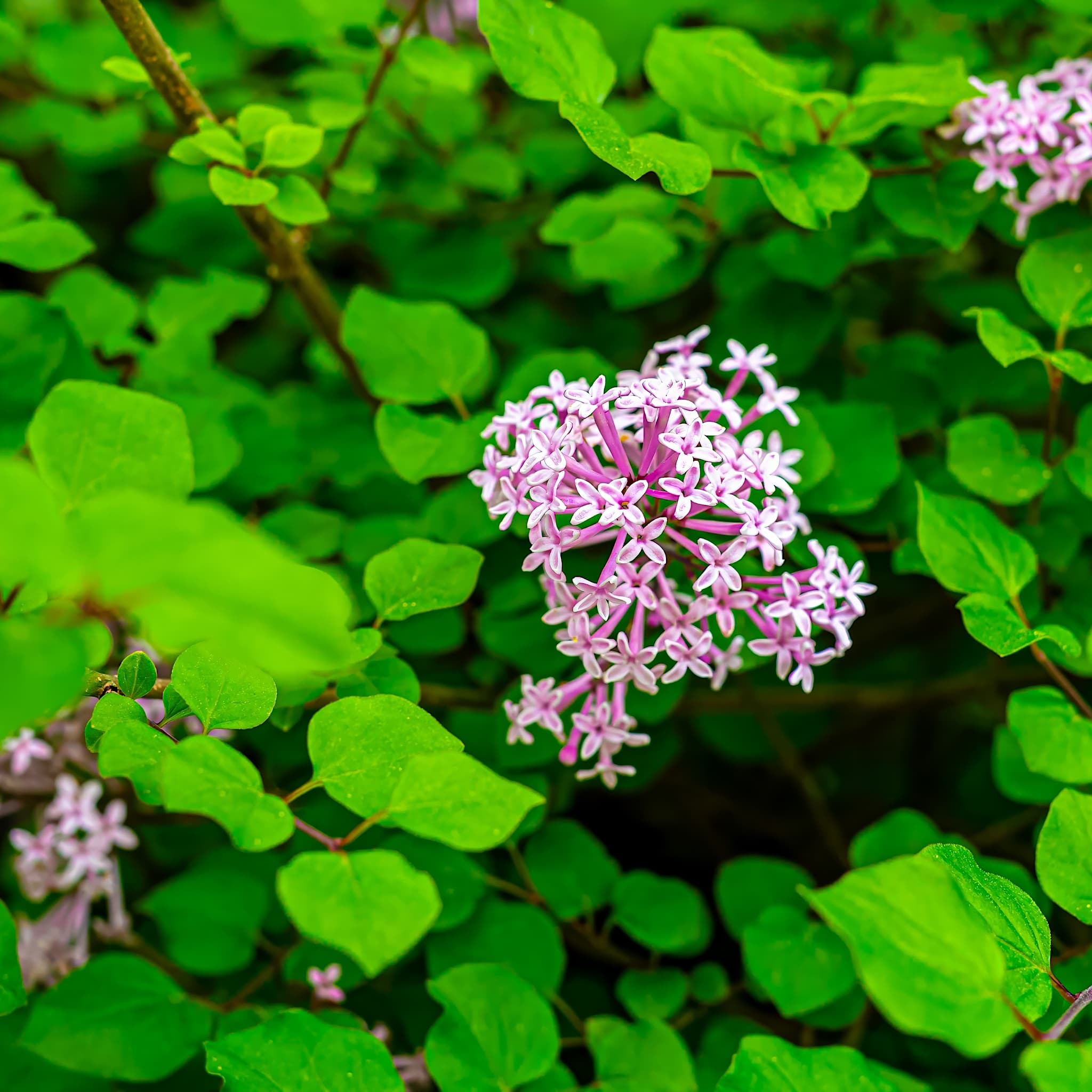 Syringa patula 'Miss Kim'