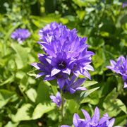 Campanula glomerata 'Superba'