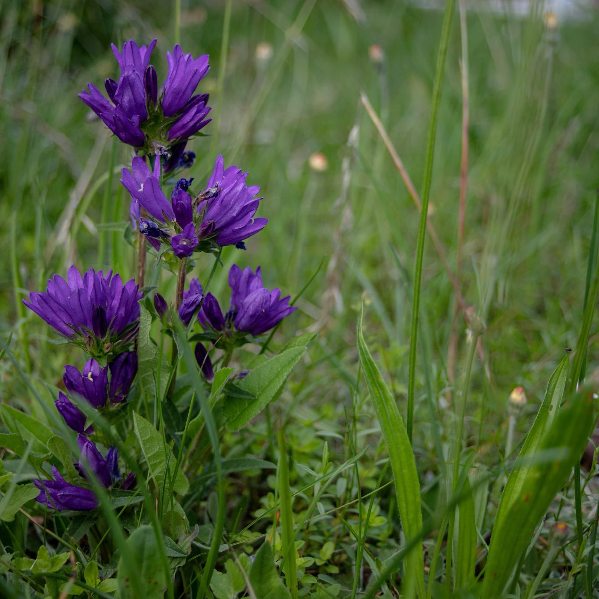 Campanula glomerata 'Superba'